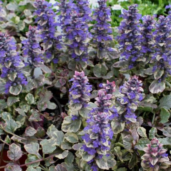 3 AJUGA BURGUNDY GLOW PIANTE IN VASO DA 13CM