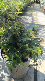 Abelia Chinensis Edward Goucher Vaso 19 cm - immagine 2