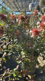 Abelia x Grandiflora Compacta Vaso 18 cm