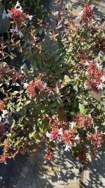 Abelia x Grandiflora Compacta Vaso 18 cm - immagine 2