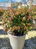 Abelia x Grandiflora Vaso 22 cm - immagine 2
