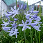 Agapanthus Africanus Blue - Agapantu Blu (giglio africano) Vaso 18 cm - immagine 2