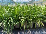 Agapanthus Africanus Blue - Agapantu Blu (giglio africano) Vaso 18 cm