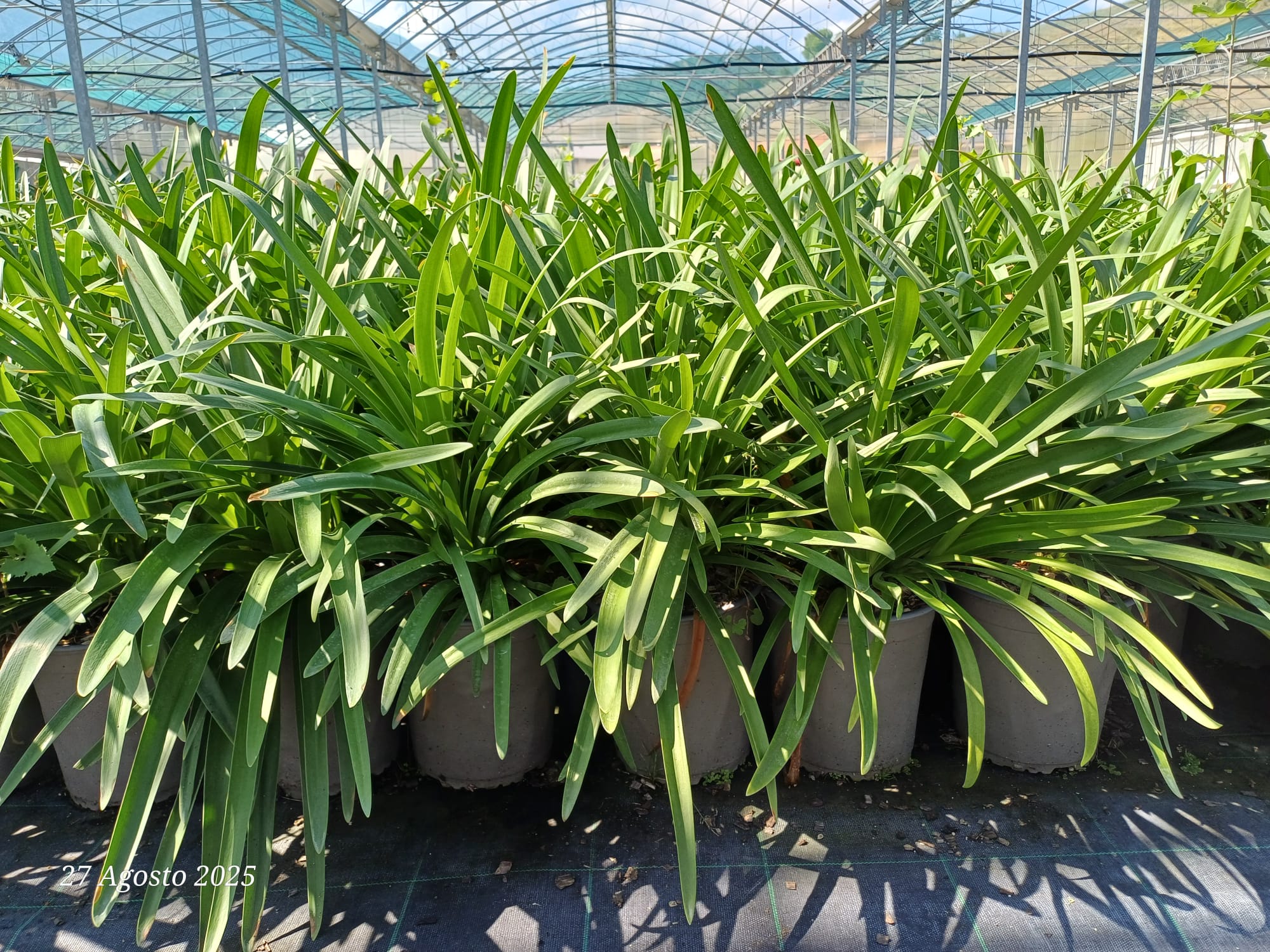 Agapanthus Africanus Blue 3 Agapanthus Africanus Blue - Agapantu Blu (giglio africano) Vaso 18 cm - immagine 1
