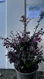 Berberis Thunbergii Atropurpurea Harlequin Vaso 18 cm