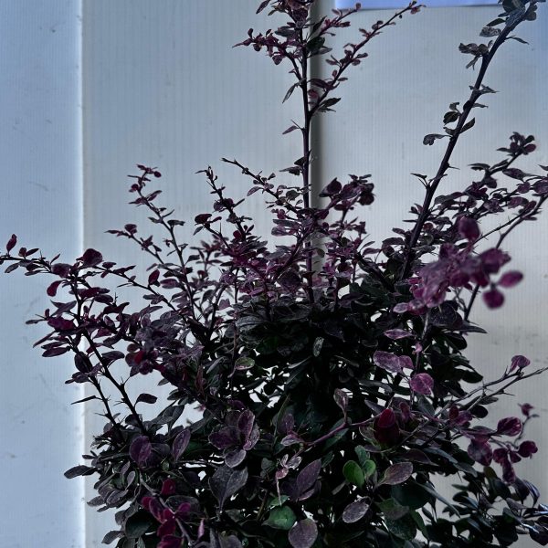 Berberis Thunbergii Atropurpurea Harlequin Vaso 18 cm