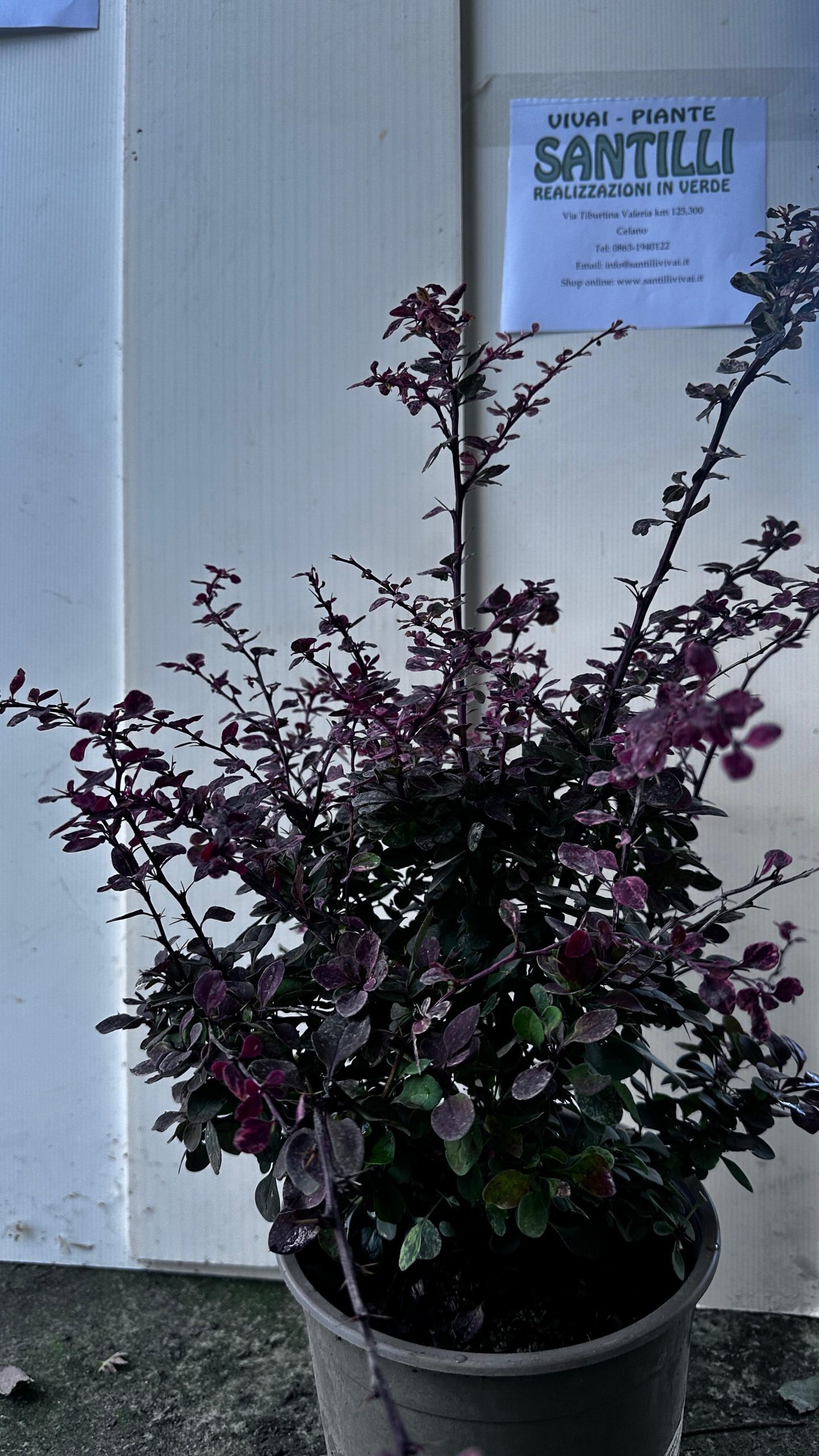 BERBERIS TAHV18 1 Berberis Thunbergii Atropurpurea Harlequin Vaso 18 cm - immagine 1