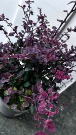 Berberis Thunbergii Atropurpurea Harlequin Vaso 18 cm - immagine 2
