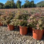 Callicarpa Profusion - Albero delle Perle Vaso 18 cm