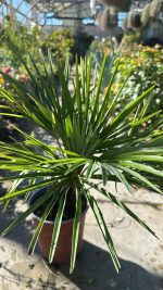 Chamaerops Excelsa - Trachycarpus Fortunei (palma della fortuna) Vaso 19 cm