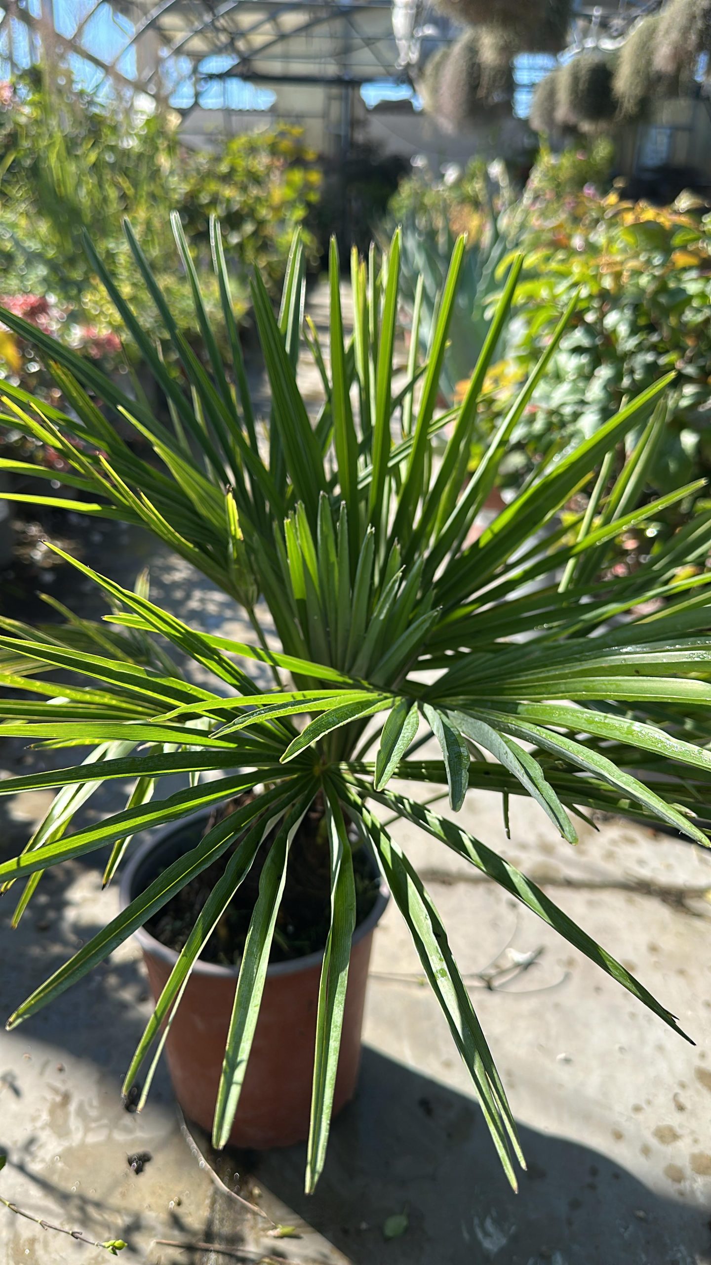 Chamaerops Excelsa - Trachycarpus Fortunei 1 Chamaerops Excelsa - Trachycarpus Fortunei (palma della fortuna) Vaso 19 cm - immagine 1