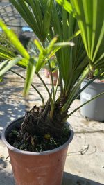 Chamaerops Excelsa - Trachycarpus Fortunei (palma della fortuna) Vaso 19 cm - immagine 2