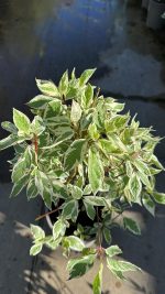 Cornus Alba Elegantissima - Corniolo Variegato Vaso 18 cm
