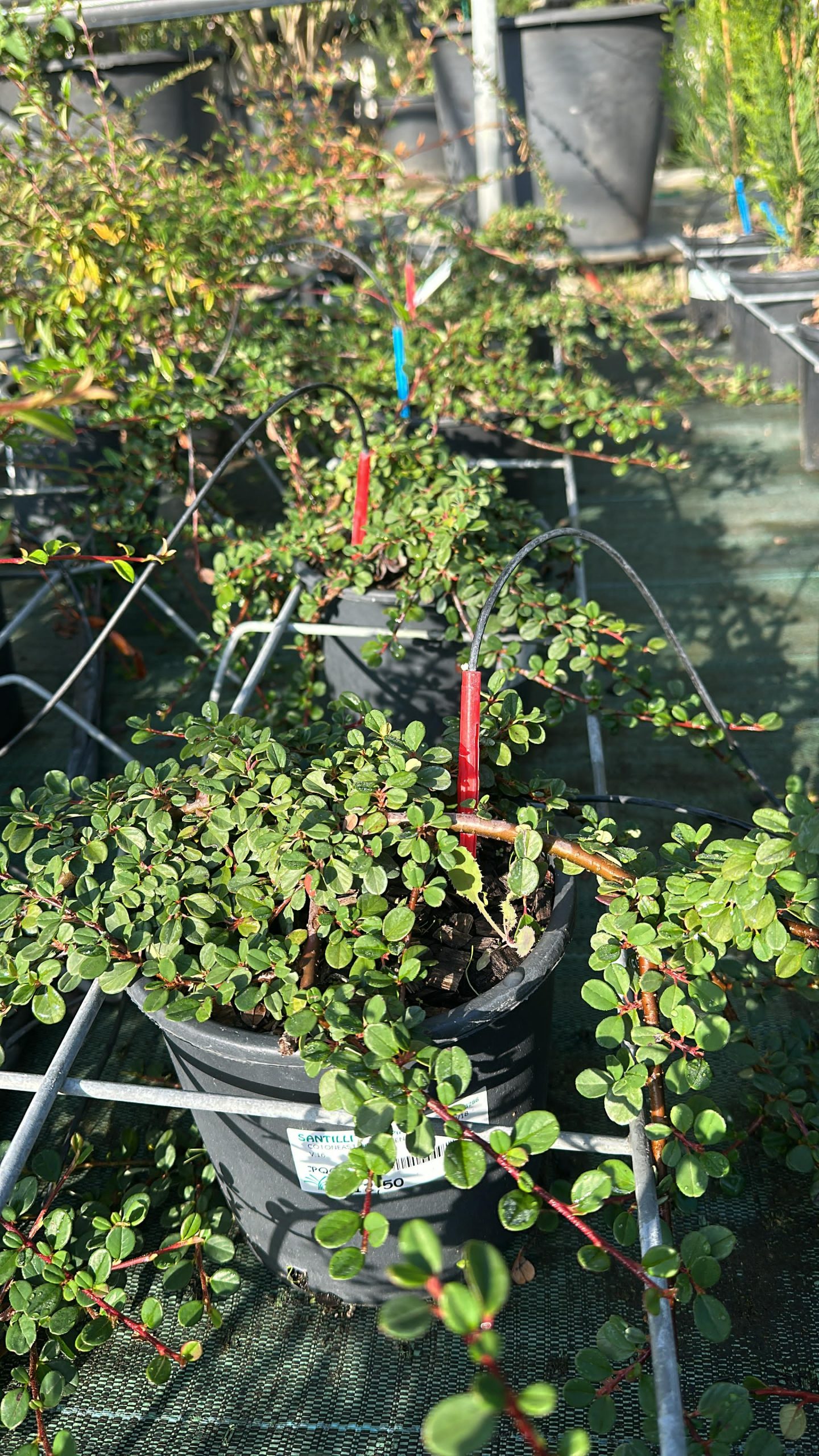 Cotoneaster Queen of Carpets - Cotognastro Strisciante 1 Cotoneaster Queen of Carpets - Cotognastro Strisciante Vaso 18 cm - immagine 1