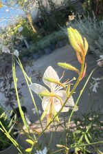 Gaura Lindheimerii Gaudi Bianco Vaso 16 cm