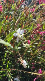 Gaura Lindheimerii Gaudi Bianco Vaso 16 cm - immagine 2