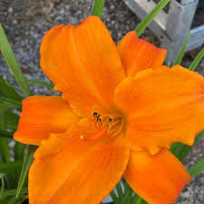 Hemerocallis Arancio - Giglio di San Giuseppe Vaso 15 cm