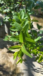 Hypericum Henryi Hidcote (iperico) Vaso 18/19 cm