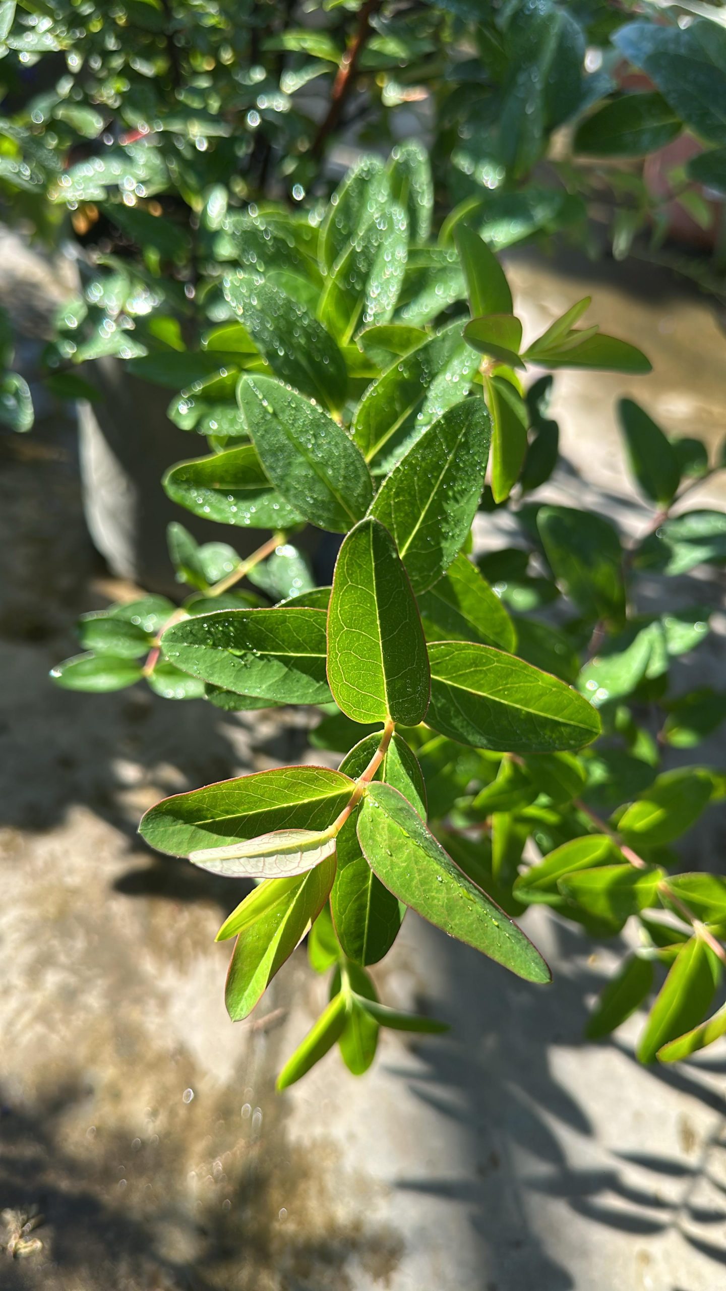 Hypericum Henryi Hidcote 1 Hypericum Henryi Hidcote (iperico) Vaso 18/19 cm - immagine 1