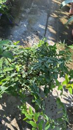 Hypericum Henryi Hidcote (iperico) Vaso 18/19 cm - immagine 2