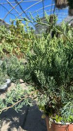 Juniperus Grey Owl - Ginepro Della Virginia Vaso 18 cm
