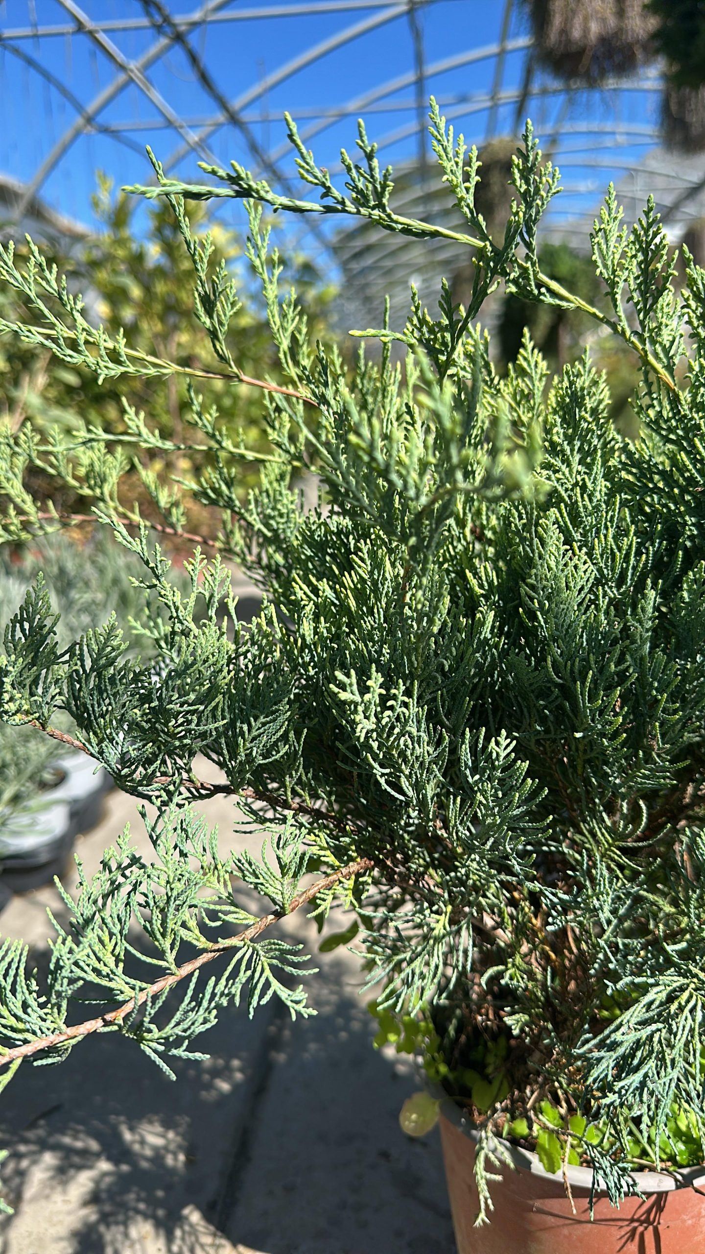 Juniperus Grey Owl - Ginepro 1 Juniperus Grey Owl - Ginepro Della Virginia Vaso 18 cm - immagine 1