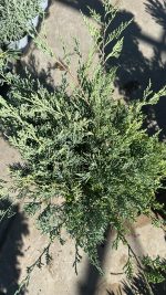Juniperus Grey Owl - Ginepro Della Virginia Vaso 18 cm - immagine 2