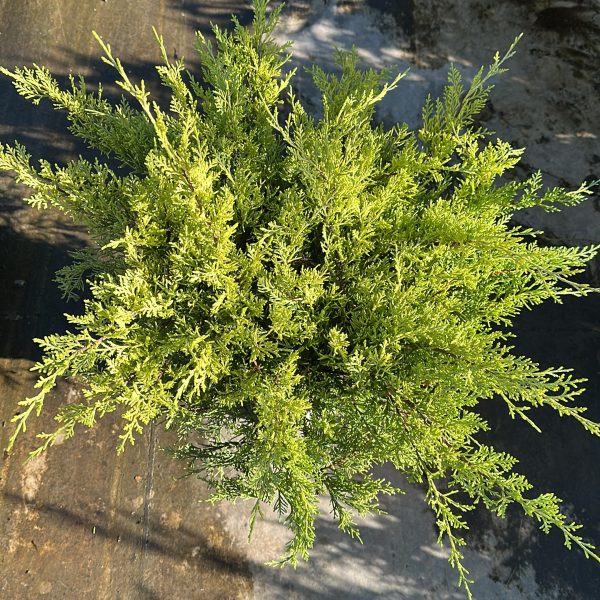 Juniperus Pfitzeriana Old Gold - Ginepro Vaso 18 cm