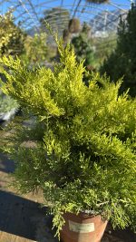 Juniperus Pfitzeriana Old Gold - Ginepro Vaso 18 cm - immagine 2
