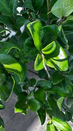 Ligustrum Japonicum Ligustro del Giappone Vaso 18 cm - immagine 3