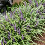 Liriope Muscari Vaso 14 cm - immagine 3