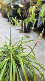 Liriope Muscari Vaso 14 cm