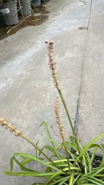 Liriope Muscari Vaso 14 cm - immagine 2