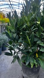 Prunus Laurocerasus Vaso 24 cm