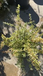 Pyracantha Nana Variegata Vaso 18 cm