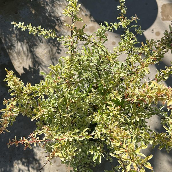 Pyracantha Nana Variegata Vaso 18 cm