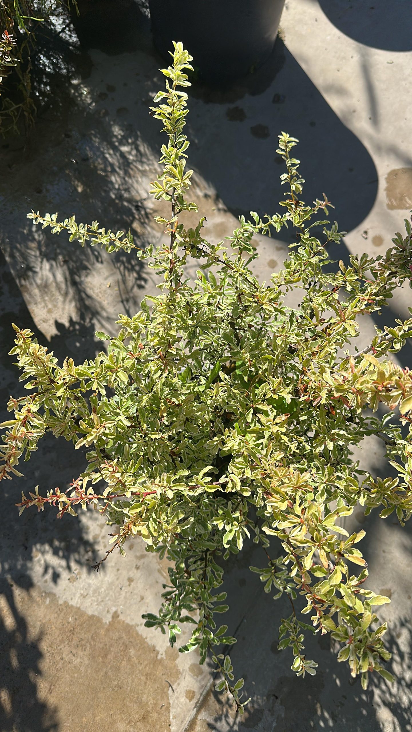 Pyracantha Nana Variegata 1 Pyracantha Nana Variegata Vaso 18 cm - immagine 1