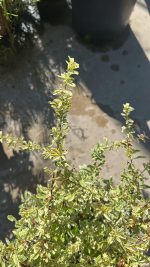 Pyracantha Nana Variegata Vaso 18 cm - immagine 3