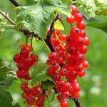 Ribes Rubrum (Ribes Rosso) Vaso 16/18 cm - immagine 3