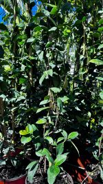 Rhyncospermum Jasminoides (falso gelsomino) Vaso 18 cm - immagine 2