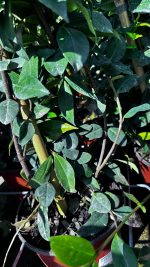 Rhyncospermum Jasminoides (falso gelsomino) Vaso 18 cm - immagine 3