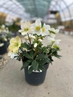 Helleborus Niger Advent Star - Rosa di Natale Vaso 17 cm