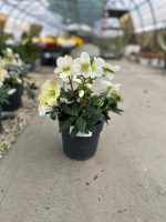 Helleborus Niger Advent Star - Rosa di Natale Vaso 17 cm - immagine 2