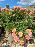 Rosa Kordes Cubana - Rosa Paesaggistica Vaso 18 cm