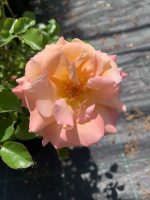 Rosa Kordes Cubana - Rosa Paesaggistica Vaso 18 cm - immagine 2