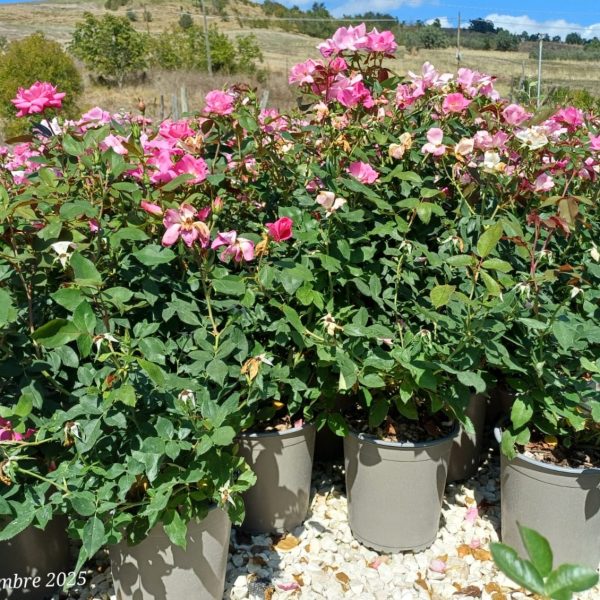 Rosa Meilland Pink Double Knock Out - Rosa Paesaggistica Vaso 18 cm