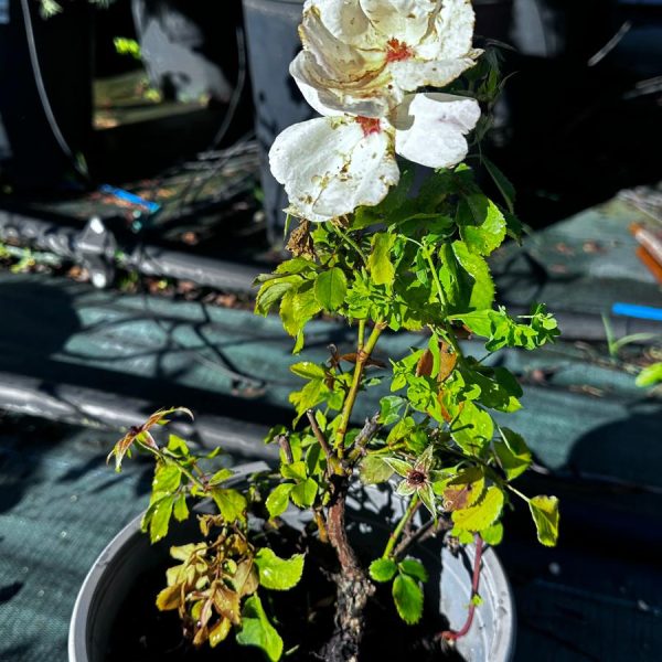 Rosa Meilland White Knock Out - Rosa Paesaggistica Vaso 18 cm