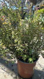 Teucrium Chamaedrys Camedrio Vaso 18 cm - immagine 2