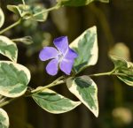 Vinca Major in Varità Gialla Vaso 14 cm - immagine 2