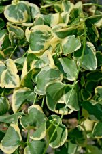 Vinca Major in Varità Gialla Vaso 14 cm